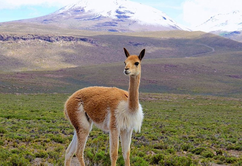 יותר איכותי מקשמיר: הבד שמעיל ממנו עולה 21,000 דולר